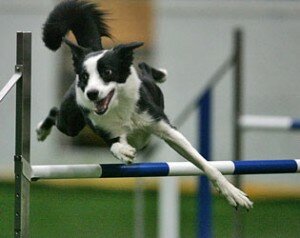 Аджилити: история, правила, виды