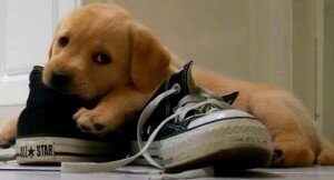 Собака грызет обувь