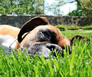 тепловой удар у собак