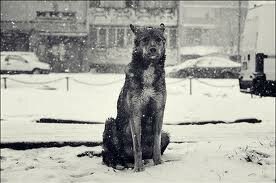 Стихи о бездомным собаках