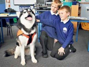 Собака стала помощником учителей в Англии