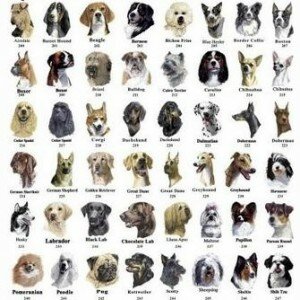 Какую породу собаки выбрать