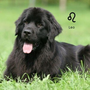 Собачий гороскоп: собака-Лев