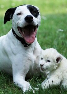 Собака усыновила львенка