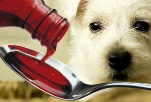 Как правильно давать собаке лекарство