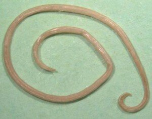 Глисты у собак: симптомы и пути заражения