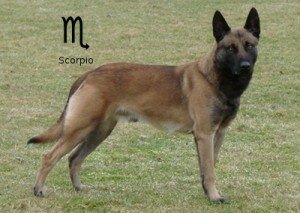 Собачий гороскоп: собака-Скорпион