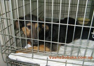 Стерилизация собак