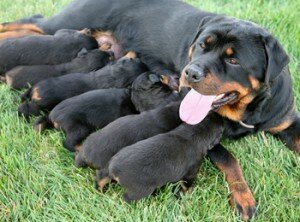Что нужно знать каждому, кто хочет заняться разведением собак