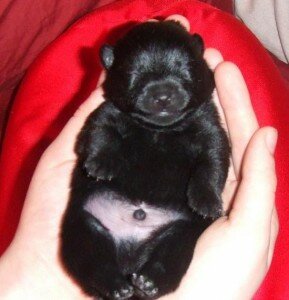 Клички для собак-мальчиков