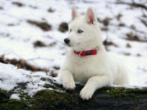 Уход за собакой зимой