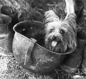 Йоркширский терьер Смоки – герой Второй Мировой войны