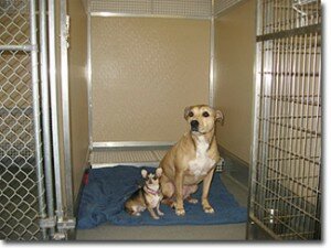 Как правильно выбрать гостиницу для собаки