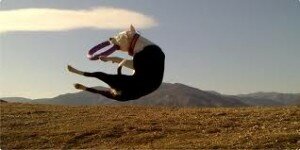 Пуллер: отличный тренажер для вашей собаки