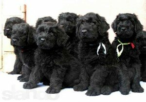 Щенки черного терьера