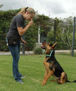 Как правильно поощрять собаку при дрессировке: 5 золотых "НЕ"