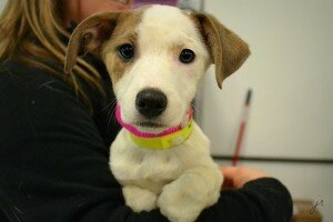 Что нужно купить щенку: «стартовый набор» для щенка