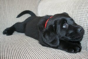 Как подготовить квартиру к появлению щенка