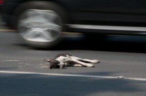 Что делать, если собака попала под машину