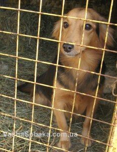 Собака из приюта: как правильно выбрать