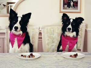 5 самых распространенных ошибок в кормлении собаки