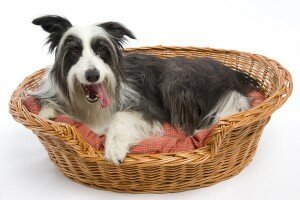 Как обустроить место для собаки в квартире или доме