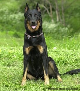 Босерон (французская гладкошерстная овчарка): стандарт породы