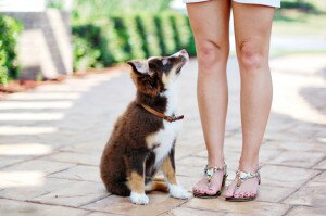 С чего начинать воспитание щенка: когда начинать и чему учить