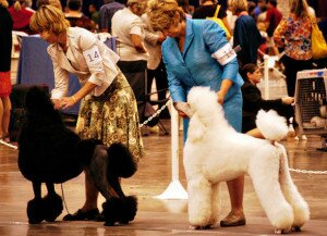 Как подготовить собаку к выставке