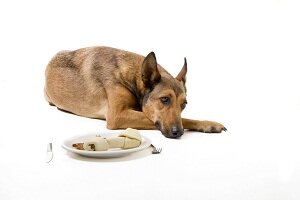 Что делать, если собака не хочет есть