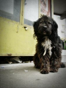 Вы подобрали собаку на улице: особенности ухода и воспитания бывшей бездомной собаки