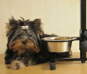 Как кормить собаку-привереду