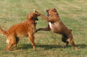 Агрессия собаки к другим собакам: причины, способы решения проблемы