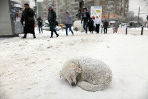 "Я готова нырнуть в его шкуру И хлебнуть все его беды..."