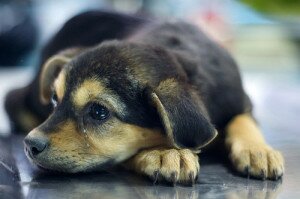 Птичий рынок... Смешались звуки...