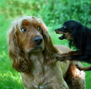 Собака боится других собак. Что делать, чтобы помочь собаке побороть страх?