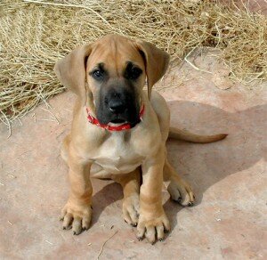 Особенности выращивания и кормления щенков крупных пород собак