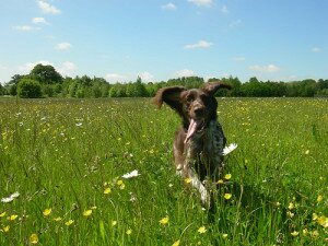 Как научить собаку команде «Ко мне»