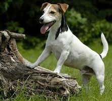 Джек-рассел-терьер 