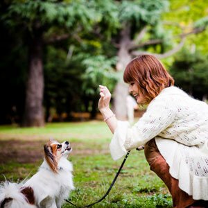 Минимальный набор команд, который должна знать каждая собака