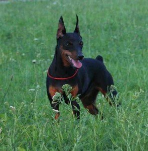 Цвергпинчер 