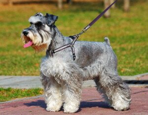 Цвергшнауцер 