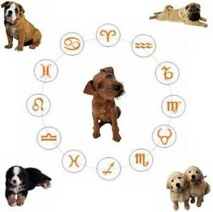 Собачья астрология с улыбкой