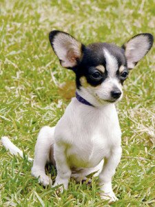 Особенности кормления, выращивания и воспитания щенков мелких и миниатюрных пород собак