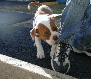 Щенок кусается: в чем причина и как отучить щенка кусаться