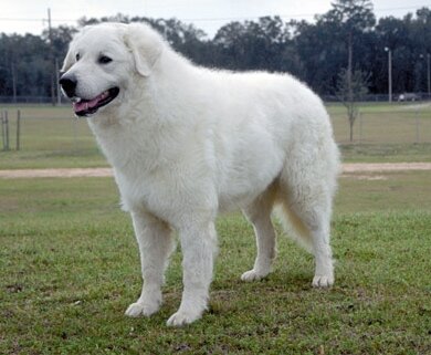 Венгерский кувас: стандарт породы