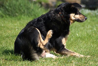 Блохи у собак: избавление от паразитов и профилактика заражения блохами