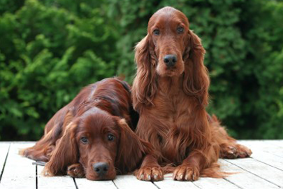 Ирландский сеттер: история, характер, особенности ухода и воспитания