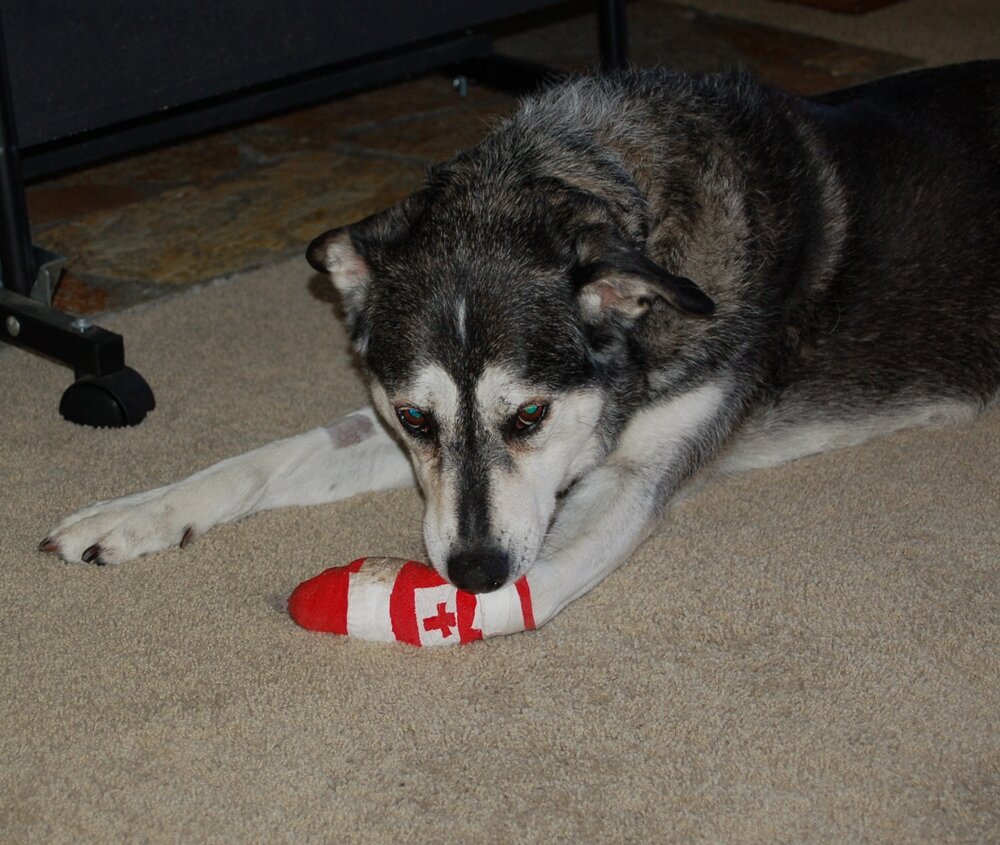 Хромота у собаки: причины, диагностика, лечение