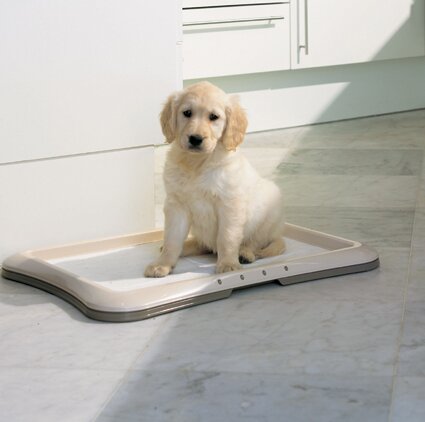 Как приучить щенка к лотку